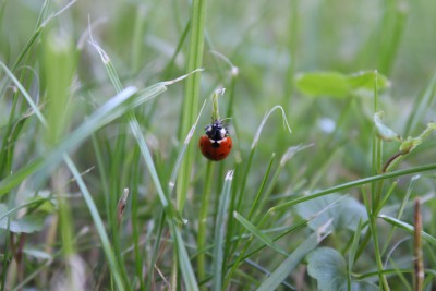 Marienkäfer